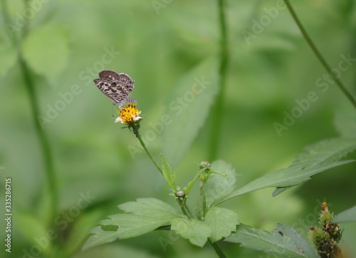 Butterfly hovering over an orange and white flower trying to get pollen with a nice green background © Elias Bitar
