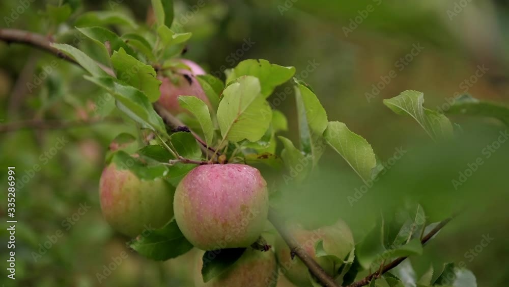 Apples close-up on a branch. Selective focus. Apples close-up on a branch. Selective focus.