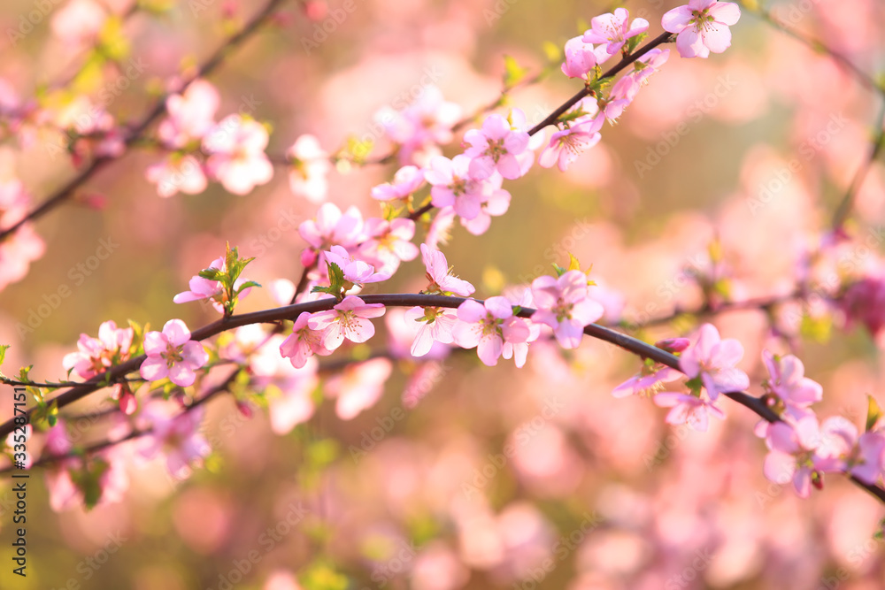 the plum trees bloom, Peach blossoms in bloom