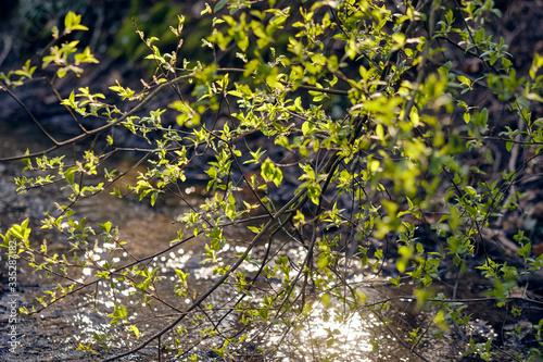 Beautiful springtime scenery with the sun illuminating the fresh green leaves on the twigs of a tree above a small creek in the forest. Seen in Germany in April.