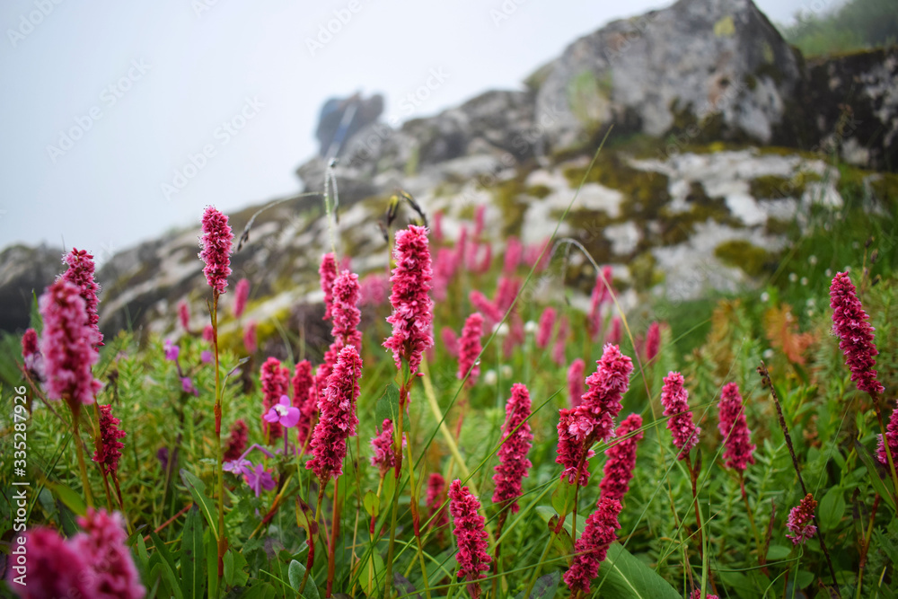 Obraz premium Himalayan Fleeceflower, Himalayan knotweed, Polygonum affine