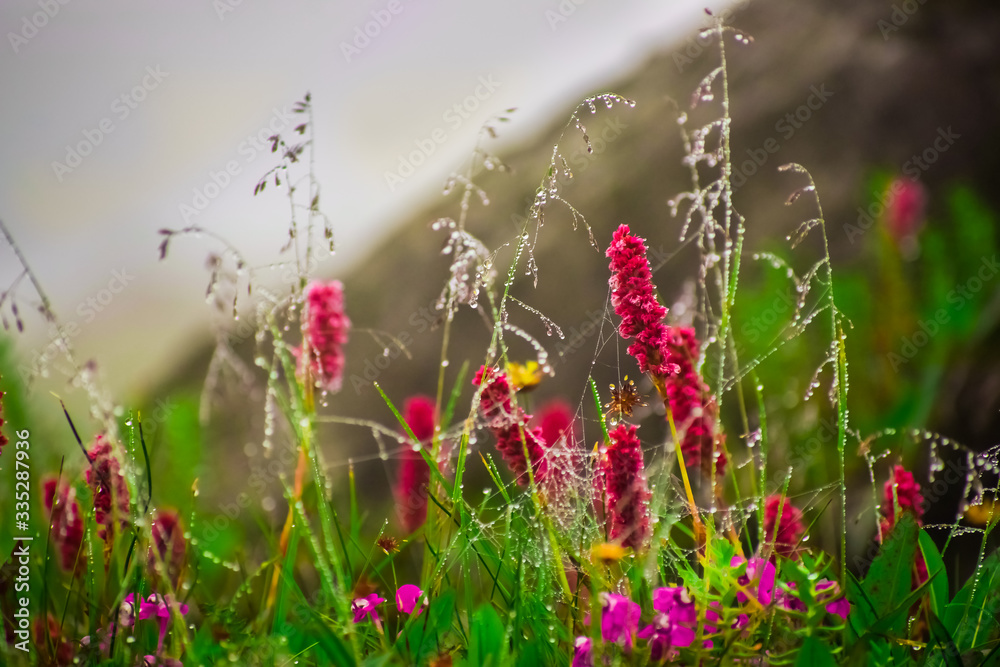 Himalayan flowers can be seen during valley of flowers trek in July ...