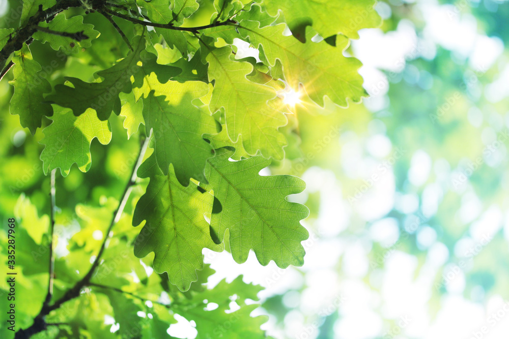 Sun shines through oak leaves Sun shines through oak leaves