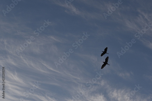 Heron bird silhouette against blue skies 