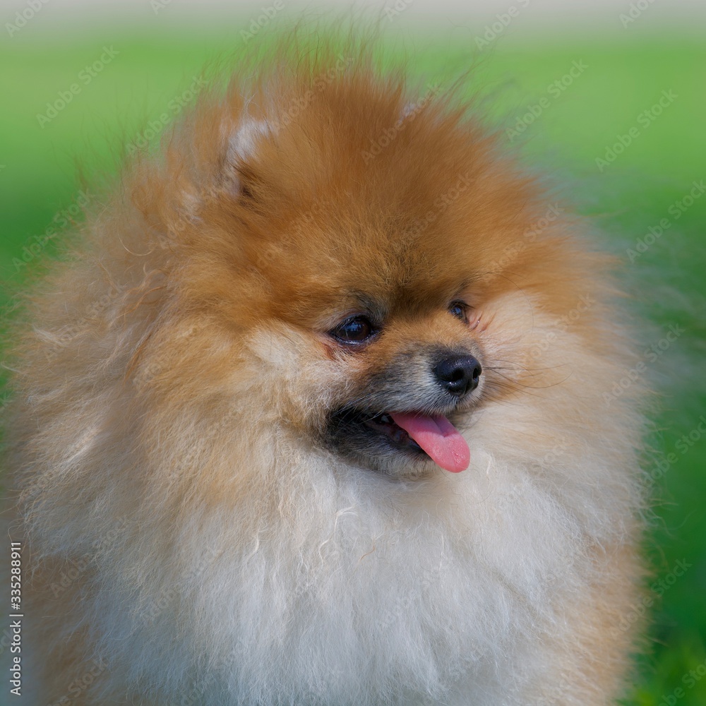 pomeranian dog portrait pomeranian dog portrait