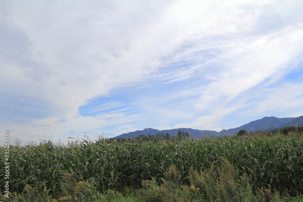 Fototapeta premium 北海道の風景