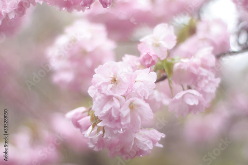 八重桜 © KOJIkun