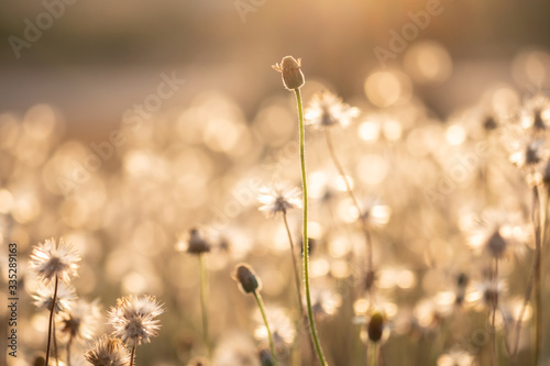 Dry grass flowers in summer
