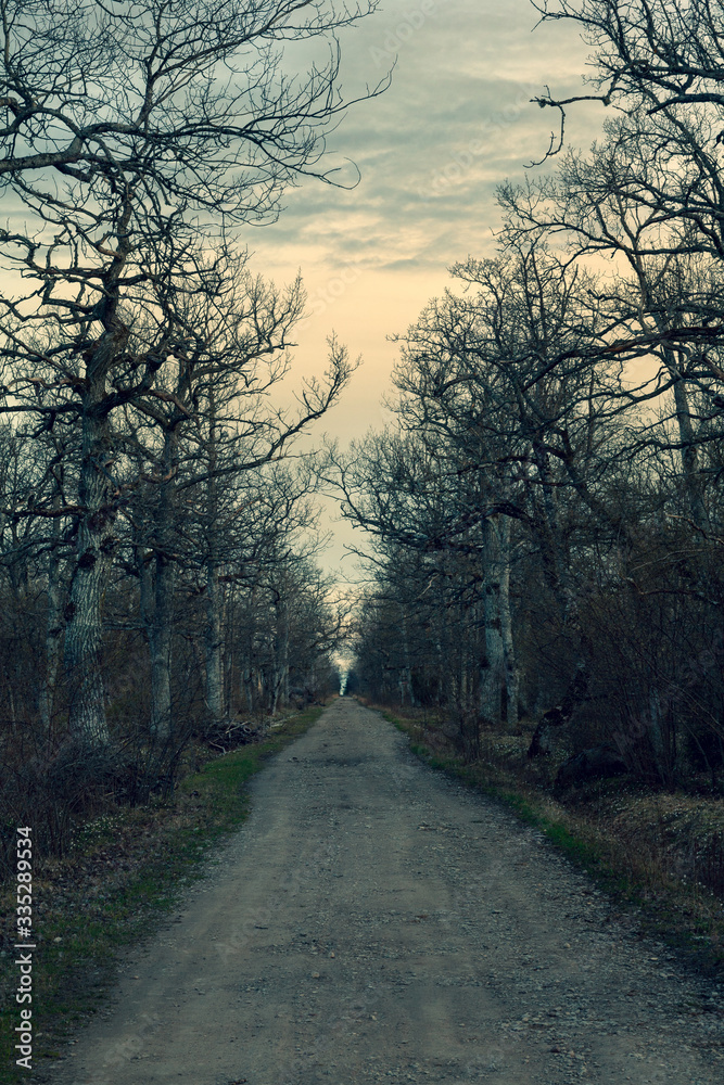 Dirt road through a mystical forest