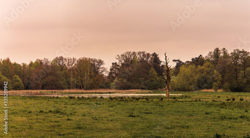 A gloomy landscape on an early spring day. A dead tree still stands in the green field. Taken in Skåne (Scania), Sweden.