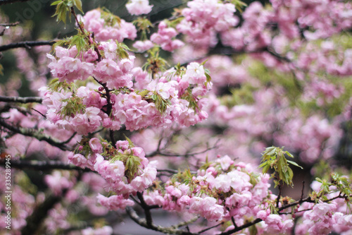 八重桜