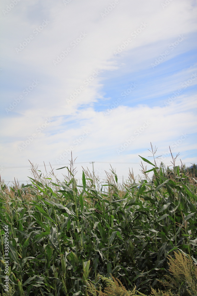 Obraz premium 北海道の風景