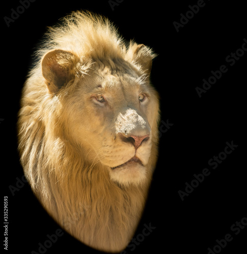 Fototapeta Naklejka Na Ścianę i Meble -  The face of a lion in a black background