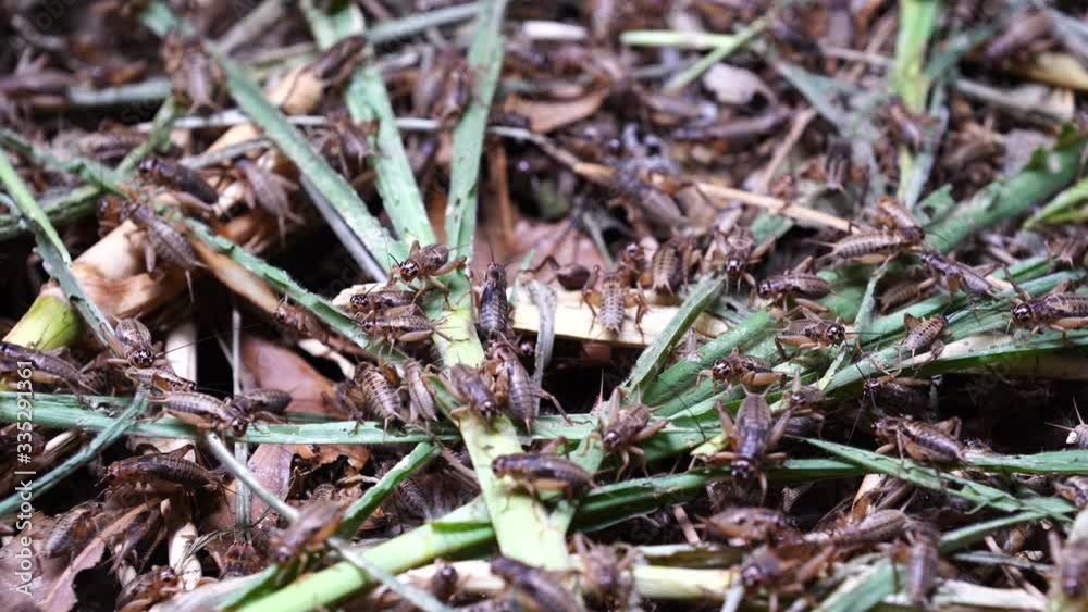 Many crickets in a insect farm in Dalat, Vietnam, close up Many crickets in a insect farm in Dalat, Vietnam, close up
