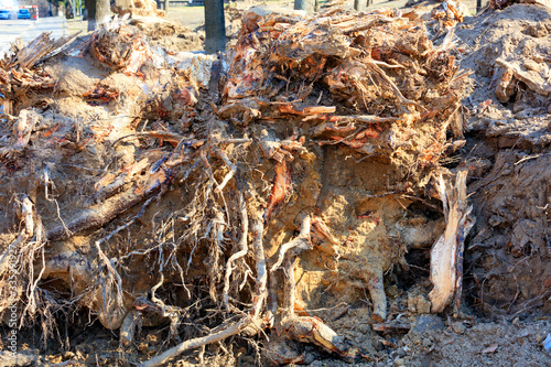 Photography The powerful roots of an old uprooted tree close-up.