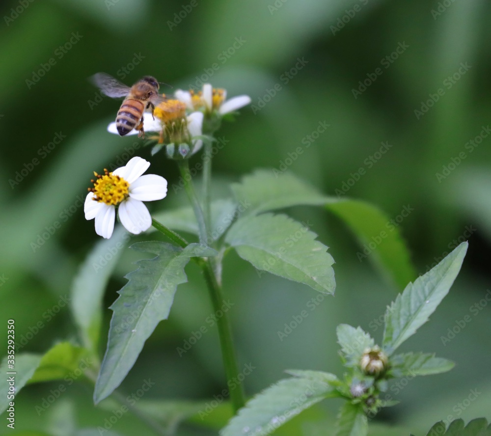Bee hovering over an orange and white flower trying to get pollen with a nice green background Bee hovering over an orange and white flower trying to get pollen with a nice green background