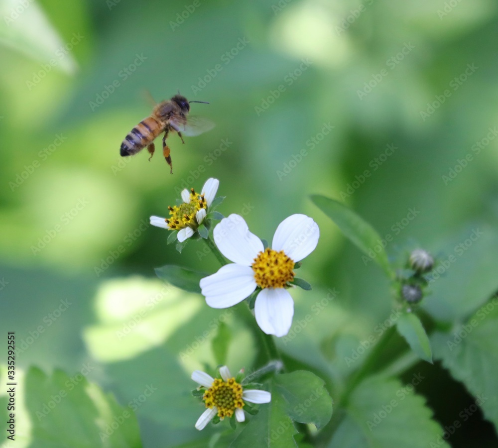 Bee hovering over an orange and white flower trying to get pollen with a nice green background Bee hovering over an orange and white flower trying to get pollen with a nice green background