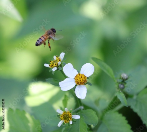 Bee hovering over an orange and white flower trying to get pollen with a nice green background