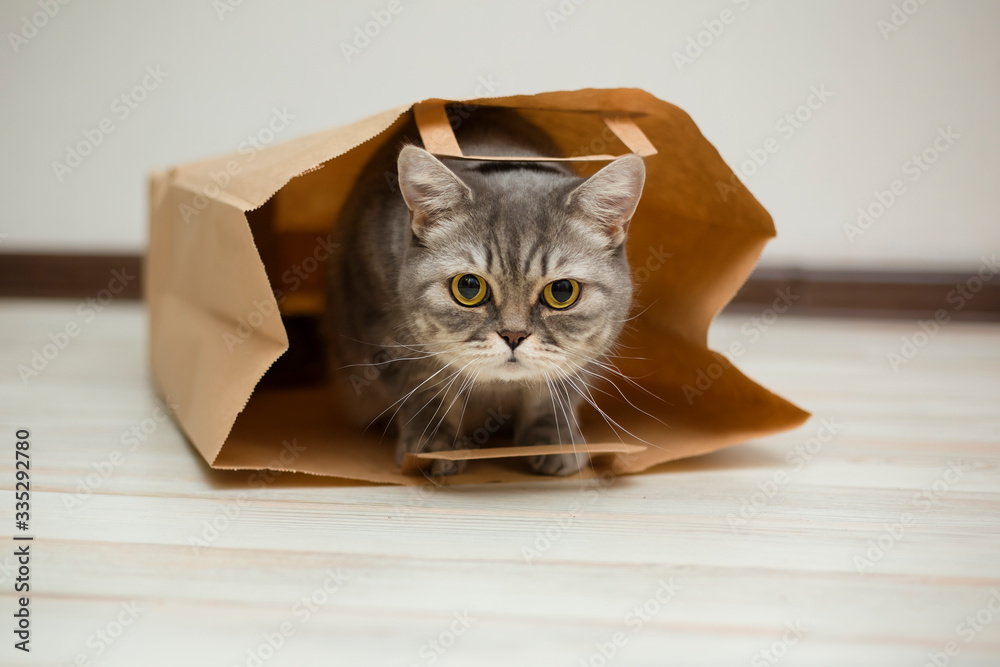 A beautiful Scottish cat peeks out of a paper bag. The cat is watching closely A beautiful Scottish cat peeks out of a paper bag. The cat is watching closely