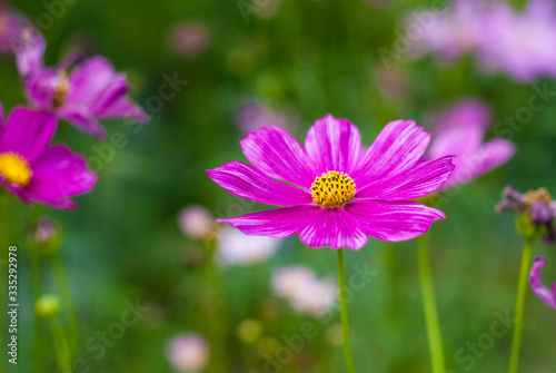 Purple flowers blooming in green garden