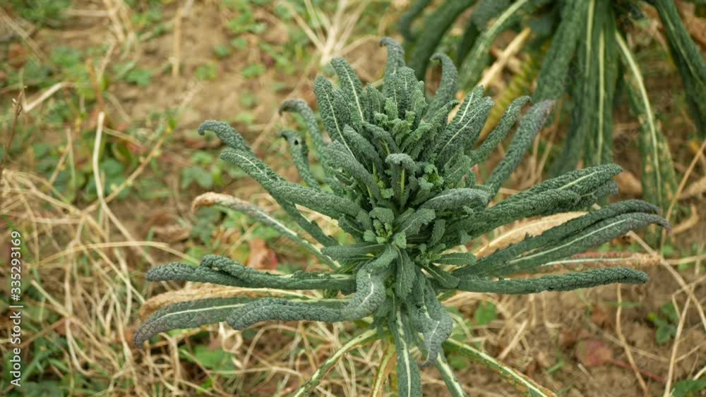 Lacinato winter tuscan kale cabbage plant leaf harvest vegetables Brassica oleracea kale bush, cavolo nero Italian resistant frost in the garden farm field with clays soil clay, Tuscany Italy, farm Lacinato winter tuscan kale cabbage plant leaf harvest vegetables Brassica oleracea kale bush, cavolo nero Italian resistant frost in the garden farm field with clays soil clay, Tuscany Italy, farm