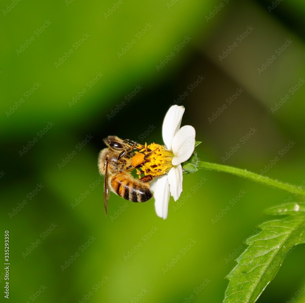 Bee hovering over an orange and white flower trying to get pollen with a nice green background Bee hovering over an orange and white flower trying to get pollen with a nice green background