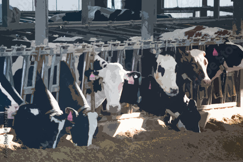 Illistration of Holstein Friesian Cows at feeding time in the feeding barn. One of the black and white cows is looking at the camera