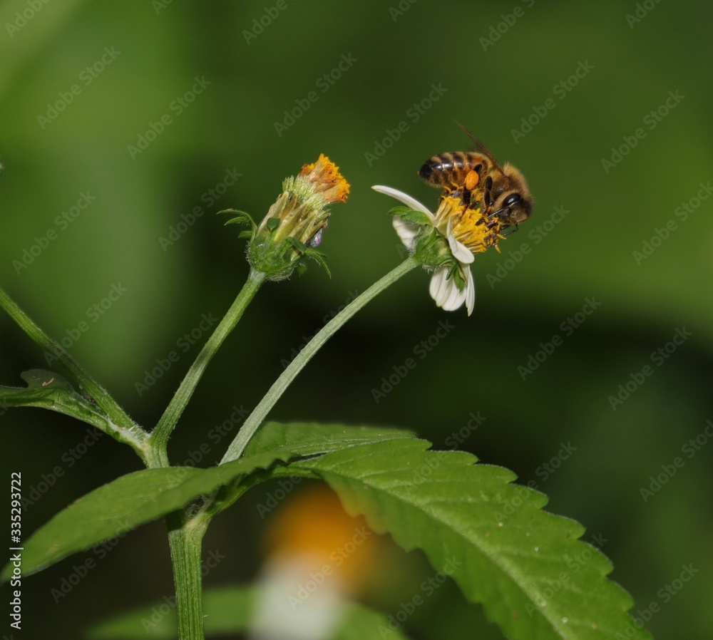Bee hovering over an orange and white flower trying to get pollen with a nice green background Bee hovering over an orange and white flower trying to get pollen with a nice green background