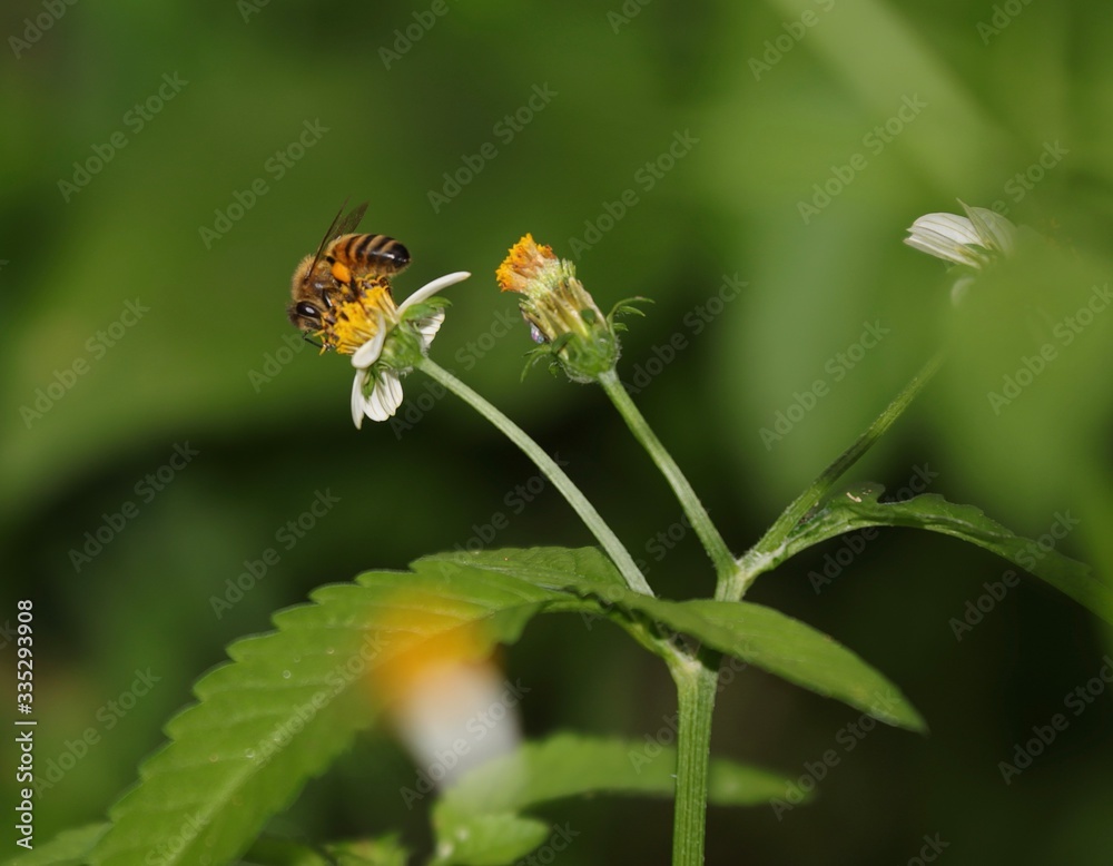 Bee hovering over an orange and white flower trying to get pollen with a nice green background Bee hovering over an orange and white flower trying to get pollen with a nice green background