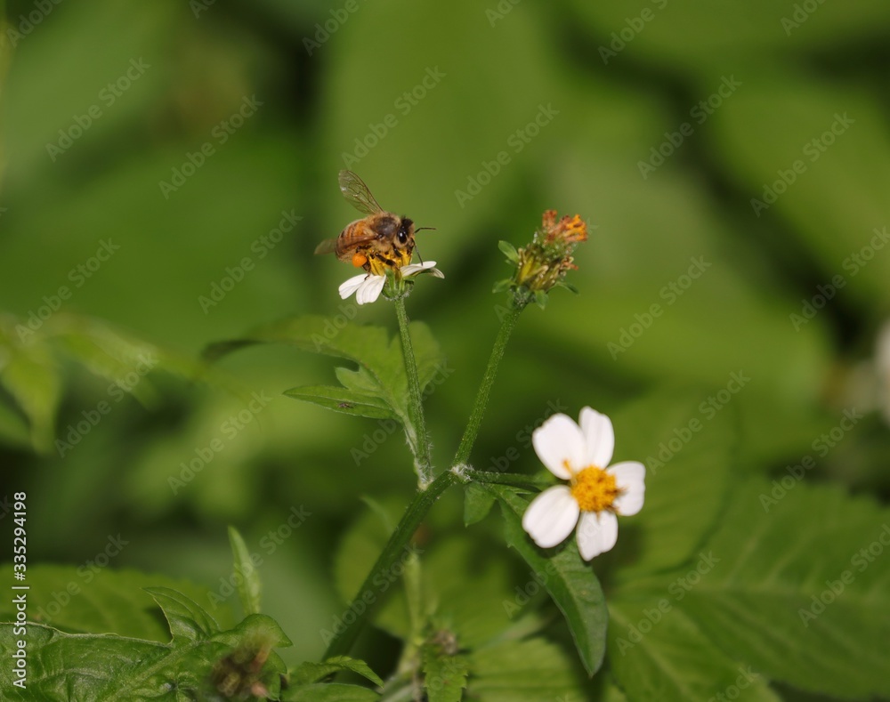 Fototapeta premium Bee hovering over an orange and white flower trying to get pollen with a nice green background