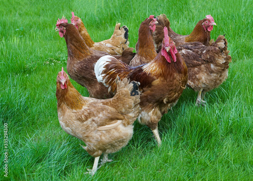 Motley hens on green grass. Farm chicken and poultry.