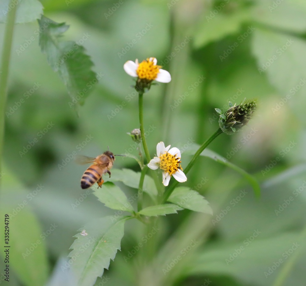 Bee hovering over an orange and white flower trying to get pollen with a nice green background