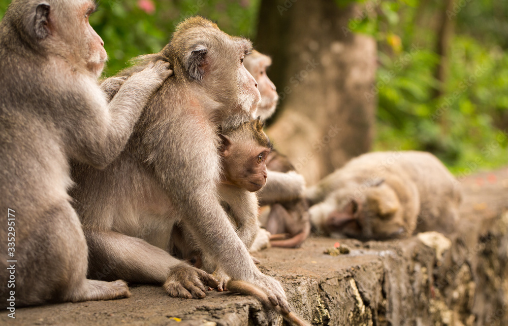 large family of monkeys