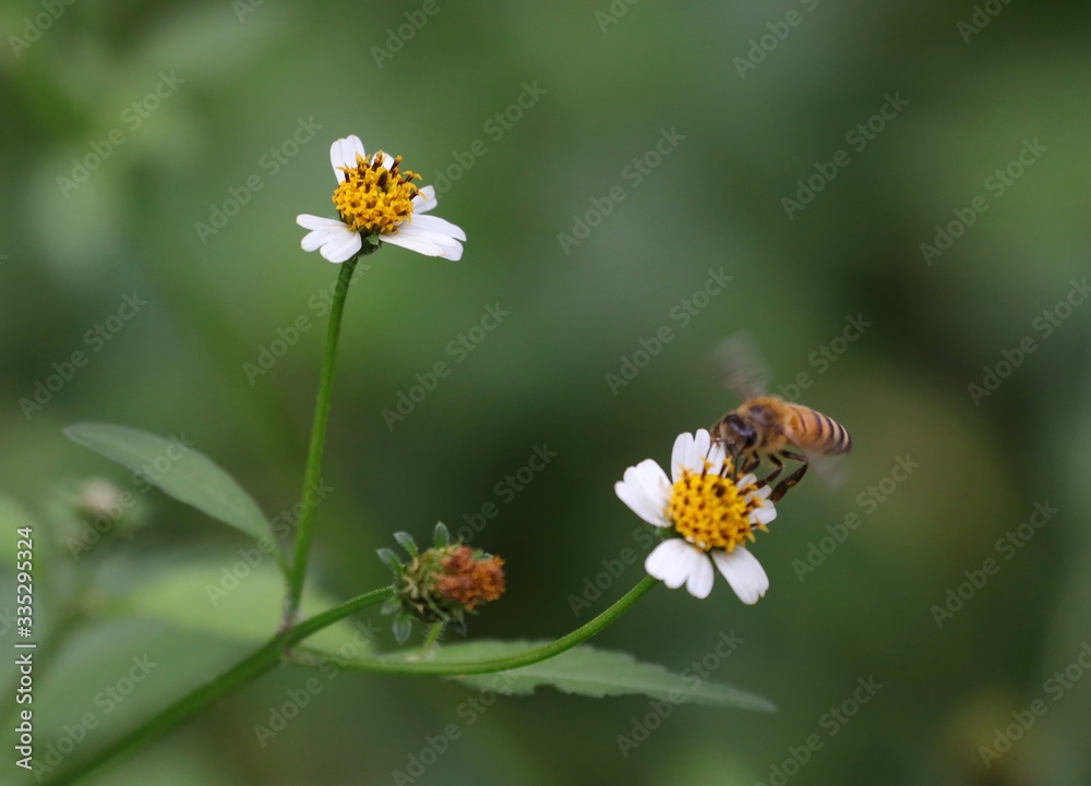 Bee hovering over an orange and white flower trying to get pollen with a nice green background Bee hovering over an orange and white flower trying to get pollen with a nice green background