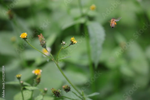 Bee hovering over an orange and white flower trying to get pollen with a nice green background
