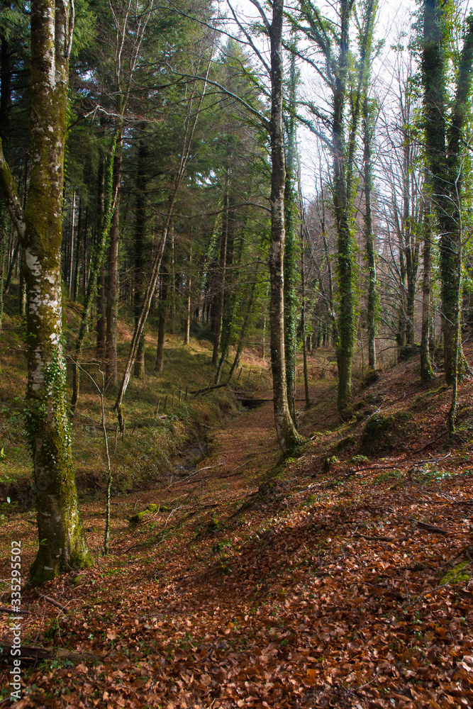 Fototapeta premium trekking holidays in the woods in the Aspromonte national park