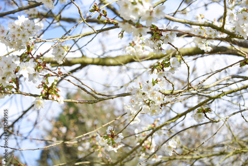 Blossom growing on a tree with white petals