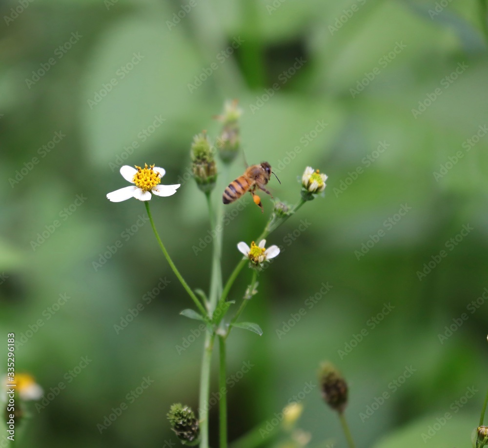 Bee hovering over an orange and white flower trying to get pollen with a nice green background Bee hovering over an orange and white flower trying to get pollen with a nice green background