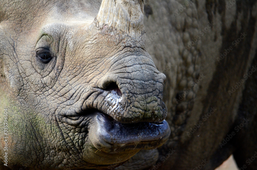 Obraz premium Nosorożec