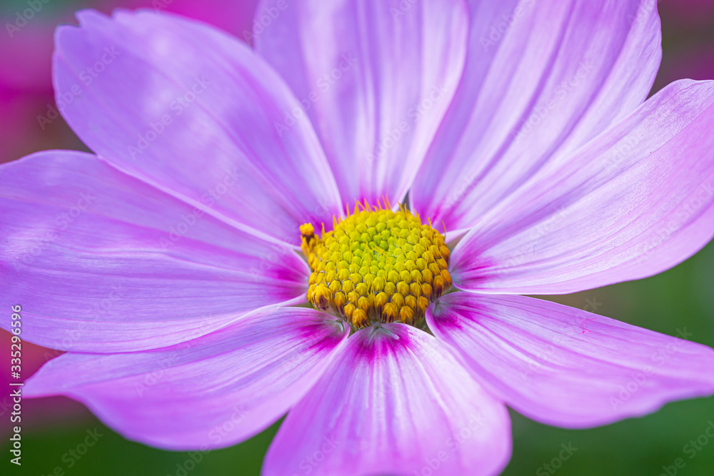 Pink flower in very high detail. Stunningly beautiful and symbolises love, weddings and female decoration 