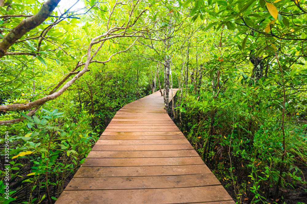 Obraz premium Mangrove junction pathway to the forest
