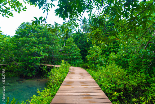 Fototapeta Naklejka Na Ścianę i Meble -  Mangrove junction pathway to the forest