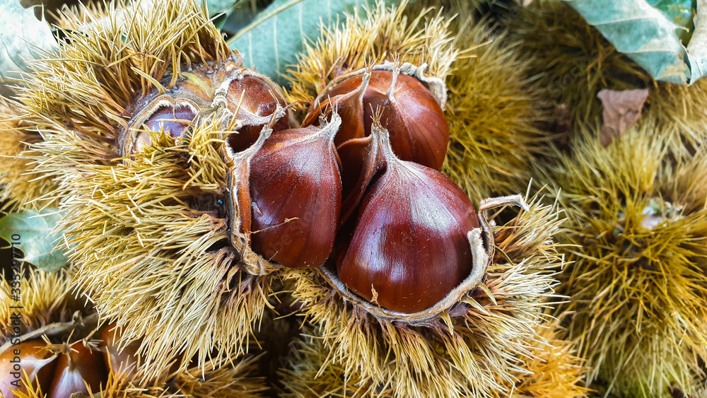 Close-up of freshly picked sweet chestnut with burs Close-up of freshly picked sweet chestnut with burs