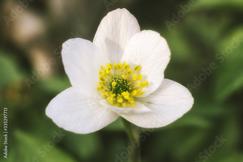 White Anemone sylvestris blossoming on green blurry bokeh background. Snowdrop anemone is a perennial plant flowering in spring in the forest