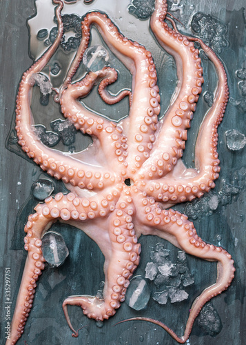 Overhead view of a raw octopus with its legs deployed along a dark blue table. Ice cubes are around it.