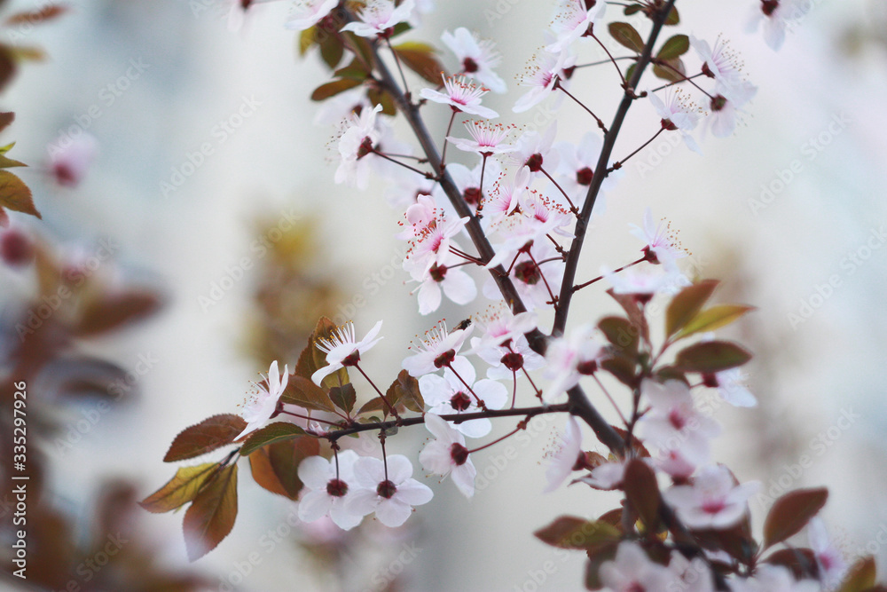 Branch of a blossoming cherry in the spring.