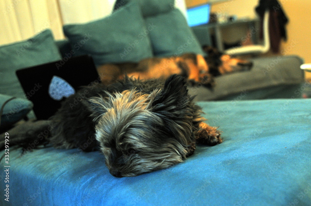 Dog resting on sofa with laptop and other dog in background Dog resting on sofa with laptop and other dog in background