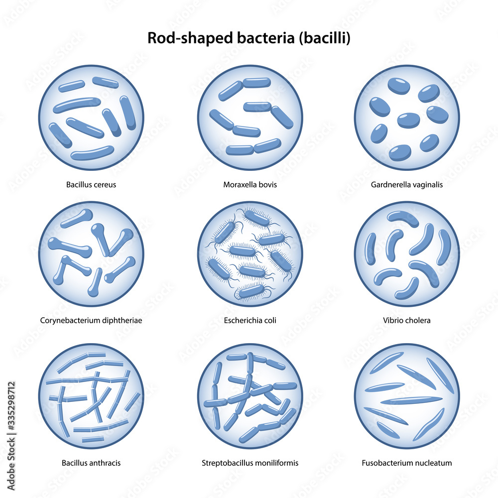 Set of rodshaped bacteria in magnifying glass Escherichia coli