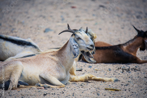 Cute Goats on the Animal Market in Keren, Eritrea