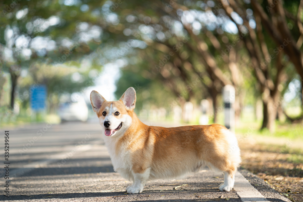 Corgi dog pet on the road in summer sunny day Corgi dog pet on the road in summer sunny day
